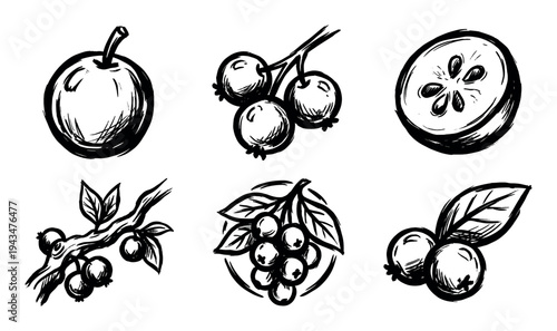 Set of six hand drawn forest berry illustrations in a rough black ink sketch style, showing whole fruit, slices, and branches with leaves for a natural design element