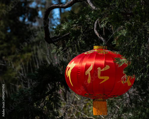 Chinese Lantern