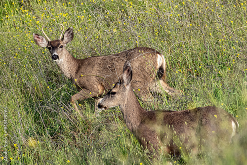 Mule Deer