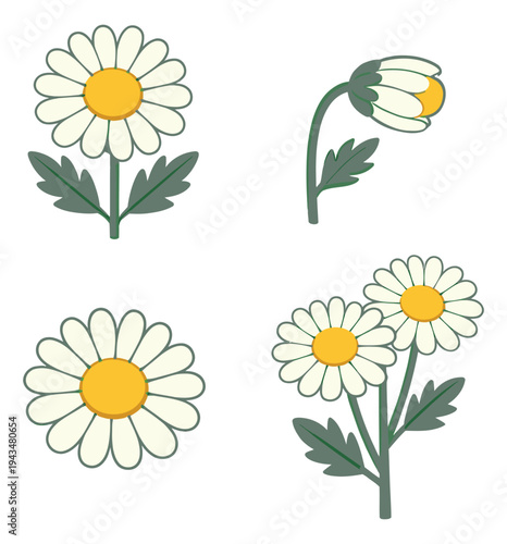 Cartoon icon set of 4 chamomile flowers featuring blooming daisy, drooping bud and bouquet variations for botanical design