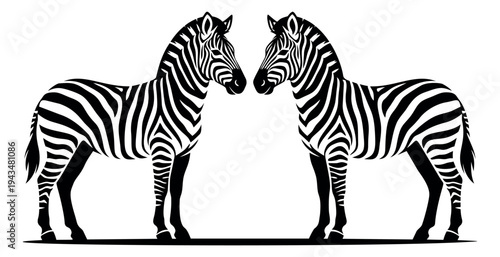 Bold engraving illustration of two zebras depicting a face to face encounter for wildlife and safari design
