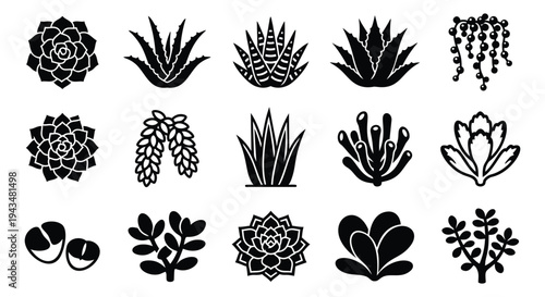 Silhouette icon set of 15 succulents featuring cactus, aloe, echeveria and desert plants for botanical design