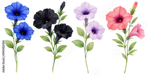 Принти на полотні A vibrant watercolor collection of petunia flowers featuring colorful garden petunia blooms illustrated in a delicate botanical floral style
