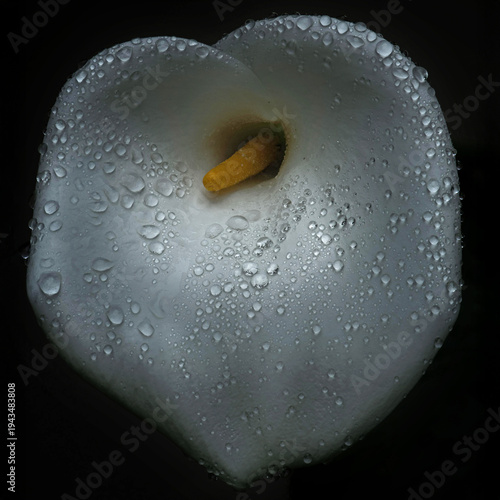 Calla Lily 