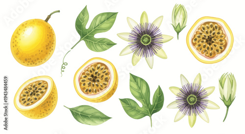 Passion Fruit Elements: Whole Fruit, Slices, Flowers, Buds, and Leaves