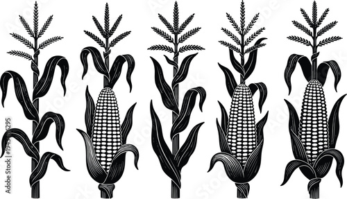 Detailed black and white vector silhouette collection of corn stalks with ripe cobs and husks isolated on white background for harvest and agriculture design.