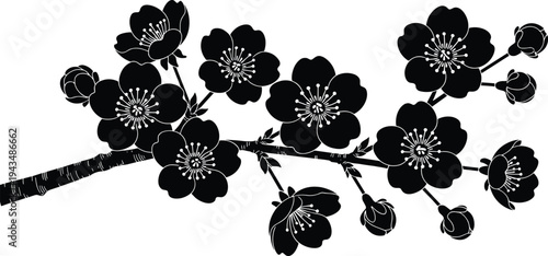 Elegant black silhouette of a blooming cherry blossom tree branch with detailed flowers and buds isolated on a white background vector illustration graphic.