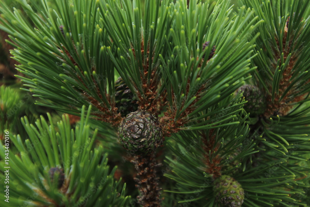 Fototapeta premium Bosnian Pine Tree - Pinus heldreichii