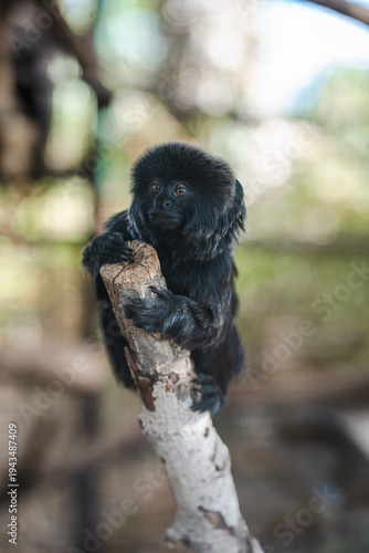 Closeup of a black tamarin monkey sitting on a tree branch, surrounded by soft natural light and blurred forest background, ideal for wildlife and conservation themes.