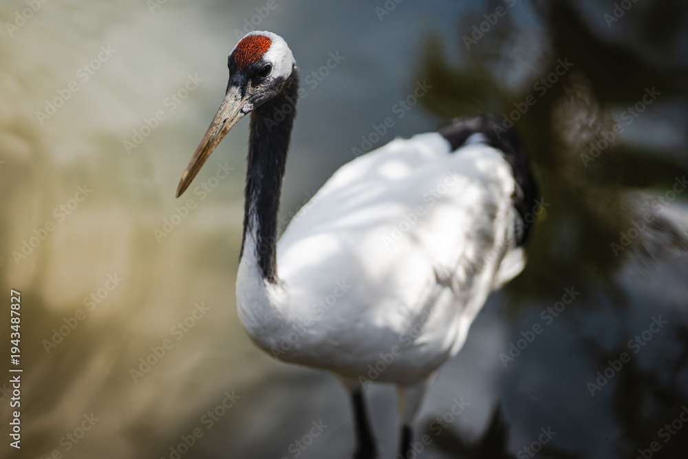 Fototapeta premium Closeup of a red crowned crane standing in shallow water, showcasing its elegant white plumage and distinctive red head, perfect for wildlife, nature, and bird photography themes.