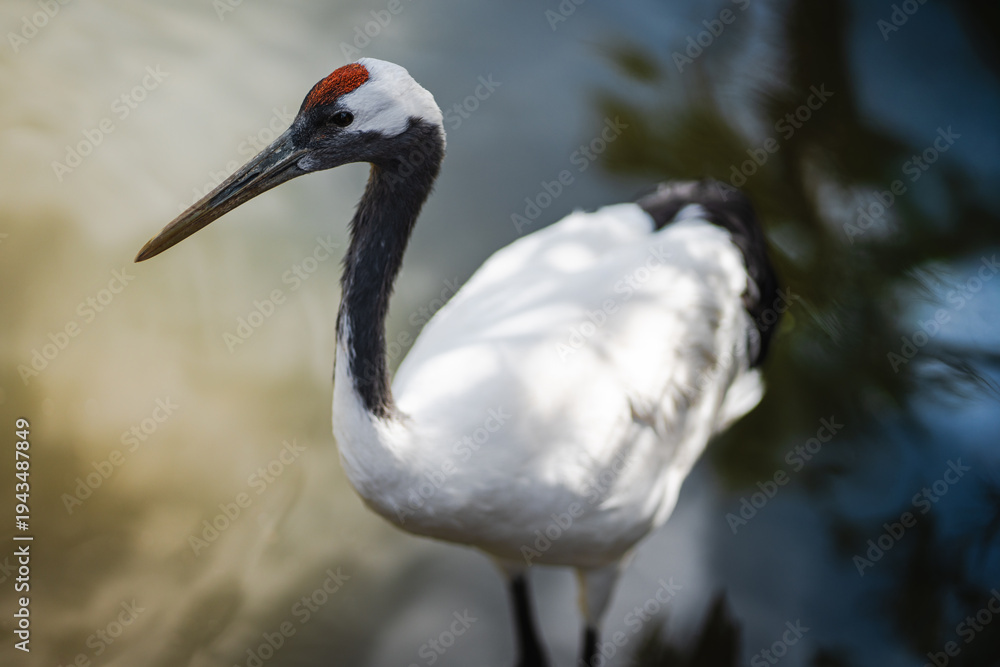 Obraz premium Closeup of a red crowned crane with striking plumage, standing gracefully by water. Ideal for wildlife, nature, and bird conservation themes in editorial or educational use.