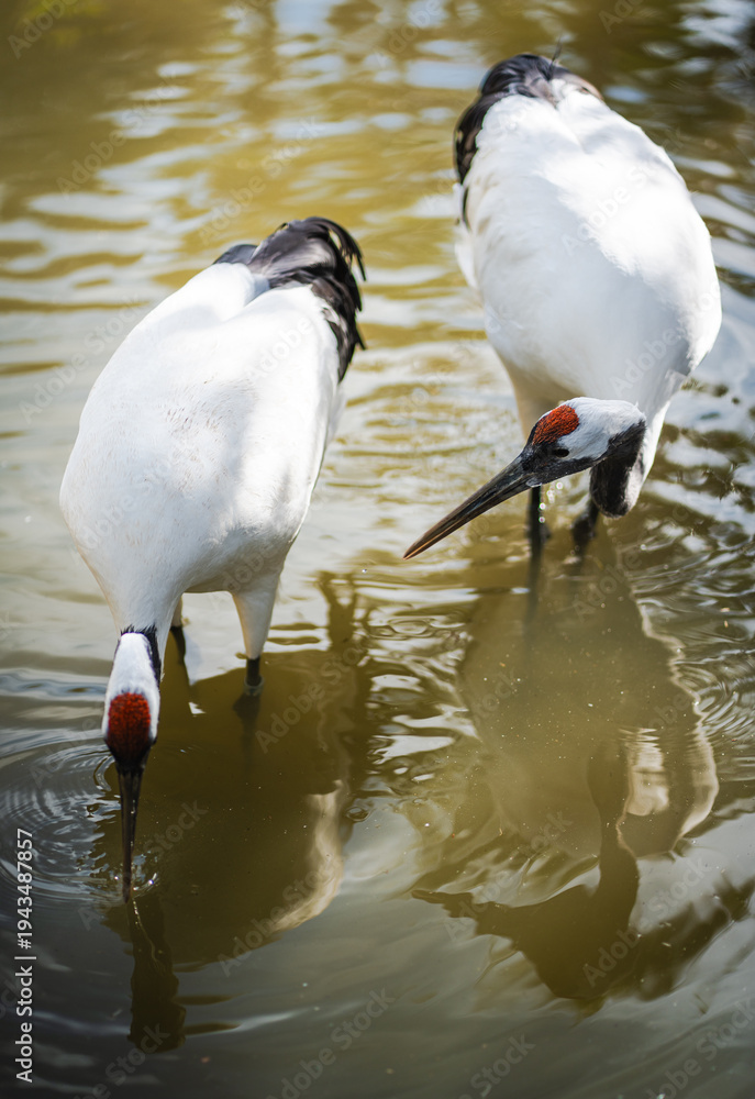 Fototapeta premium Pair of red crowned cranes standing and drinking in shallow water, reflecting in the pond, symbolizing wildlife conservation, tranquility, and natural beauty in wetland environments.