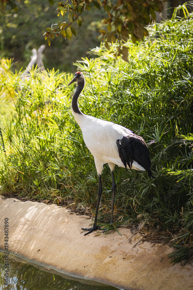 Naklejka premium A graceful black and white crane stands at the edge of a pond, surrounded by vibrant green foliage and bathed in natural sunlight, perfect for nature and wildlife themes.
