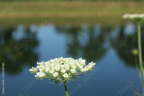 bright queen anne's lace flower