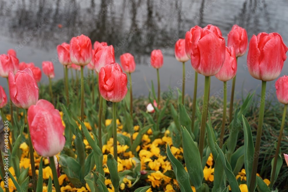 Fototapeta premium red and yellow tulips