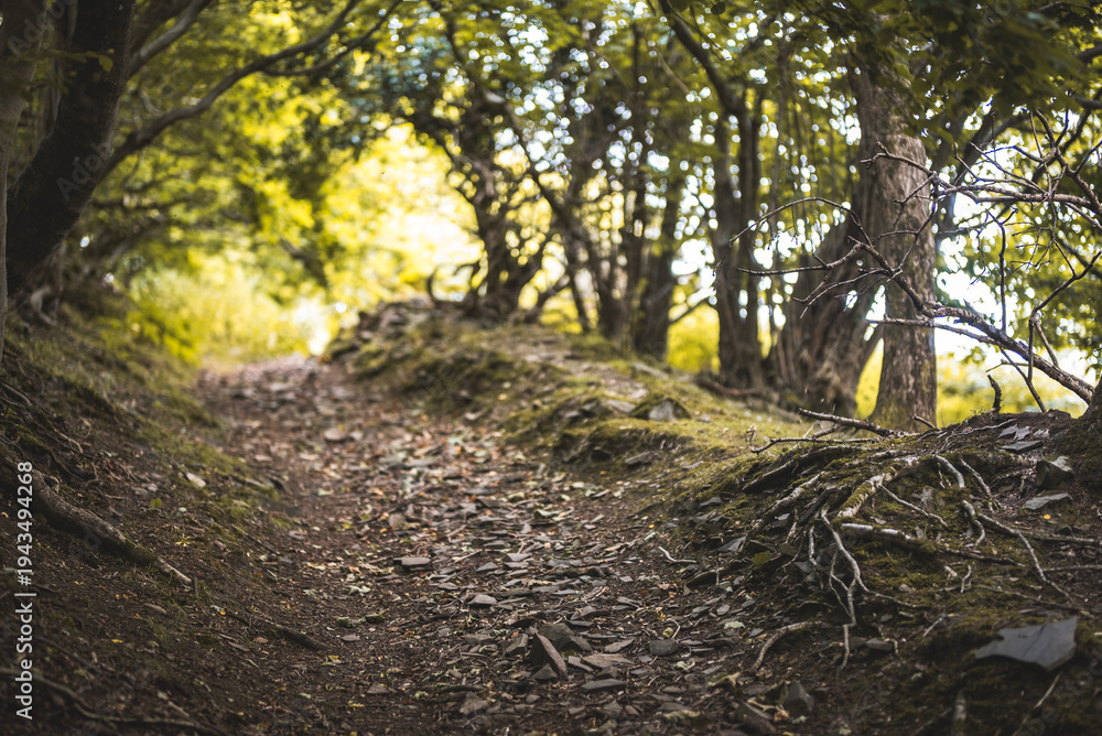 Fototapeta premium A winding forest path covered in stones and fallen leaves leads through lush green trees, Peak District National Park