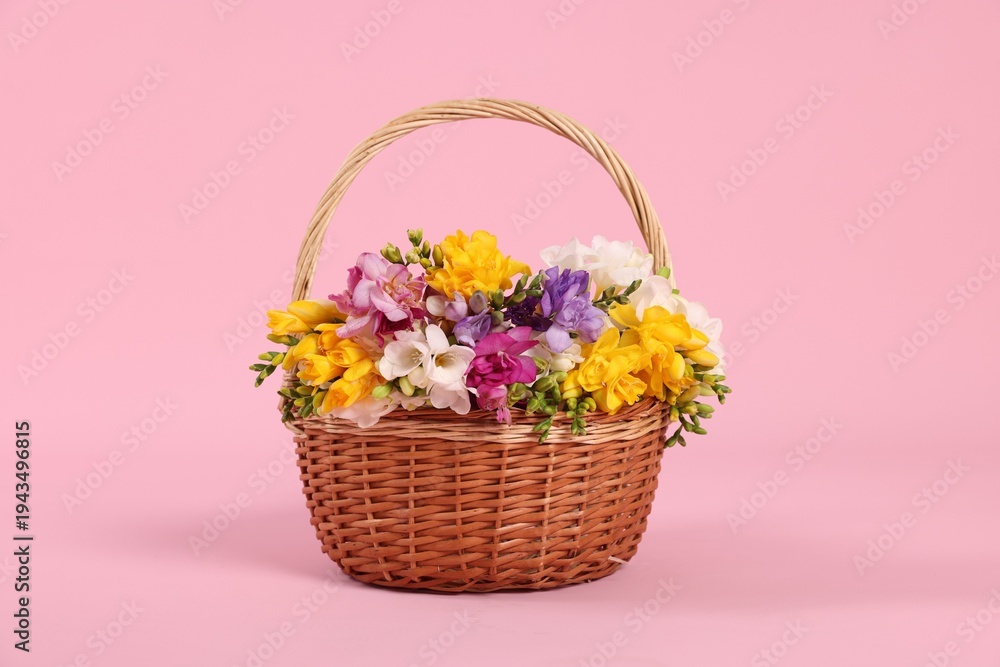 Obraz premium Beautiful freesia flowers in basket on pink background