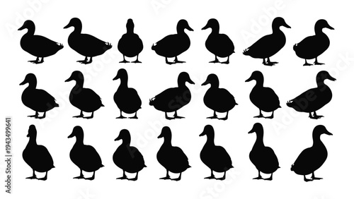 A group of black ducks standing in rows