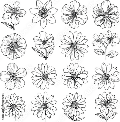 Detailed Flower Illustrations: Set of 16 Botanical Line Drawings