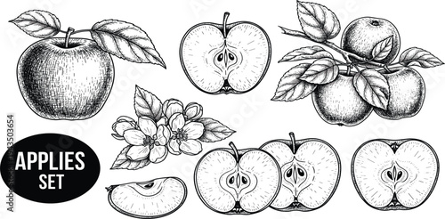 Vintage Engraved Apple Illustration Set with Whole, Half, Slice and Blossom Botanical Drawings in Detailed Hand Sketched Style
