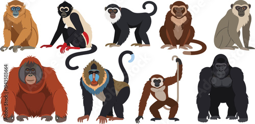 Wild Monkey and Ape Species Collection Featuring Gorilla, Orangutan, Chimpanzee, Mandrill and Other Primates Cartoon Vector Illustration Set