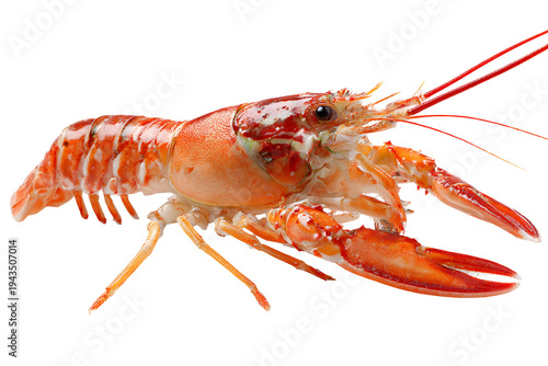 Cooked langoustine shrimp seafood crustacean red orange isolated on transparent background