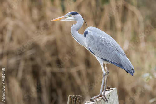 Cuadro en lienzo Grey Heron On Wooden Platform - 241D5583