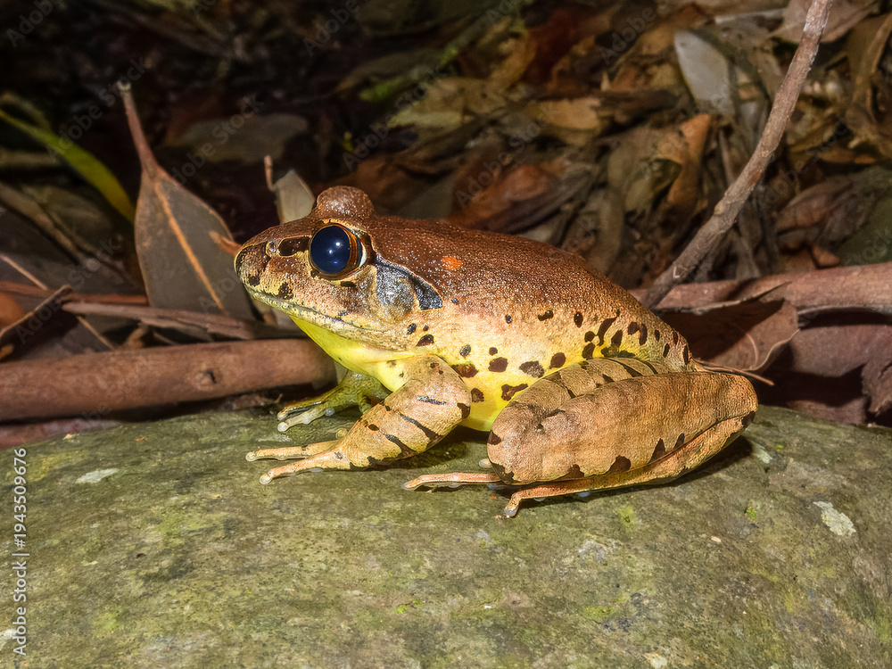 Fototapeta premium Fleay's Barred Frog (Mixophyes fleayi) in Australia