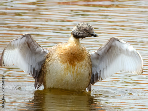 Hoary-headed Grebe (Poliocephalus poliocephalus) in Australia