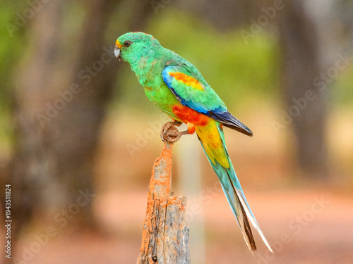 Bild auf Leinwand Mulga Parrot (Psephotus varius) in Australia