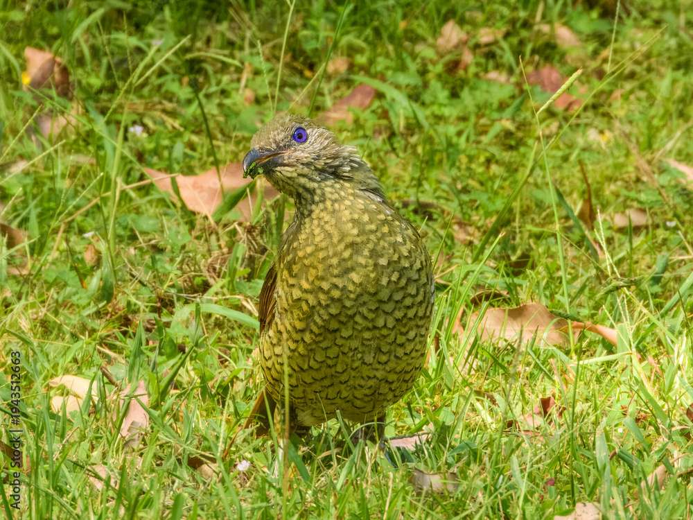 Fototapeta premium Satin Bowerbird (Ptilonorhynchus violaceus) in Australia