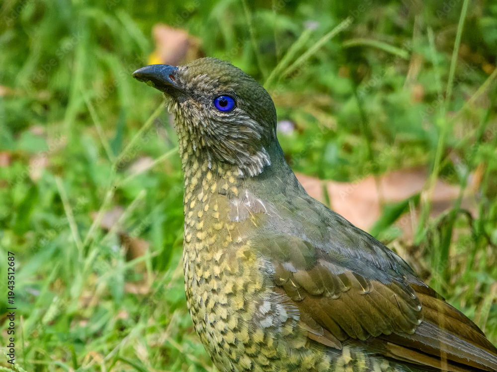 Fototapeta premium Satin Bowerbird (Ptilonorhynchus violaceus) in Australia