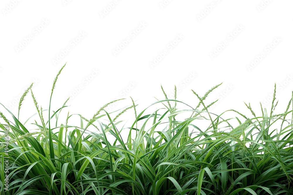 Fototapeta premium Fresh green grass borders growing in a natural summer garden, cut out with a transparent background for easy use