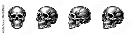 Vintage skull illustrations set black and white vector art collection