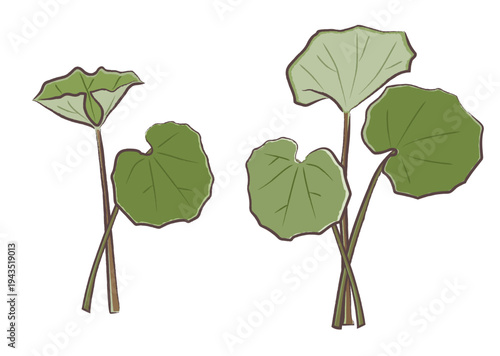 春の山菜ツワブキの束　筆タッチのイラストセット