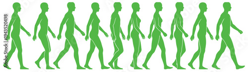 Green Human Man Walking Cycle Animation Frames Silhouette Sequence Isolated on White Background for Motion Graphic Project and Evolutionary Movement Concept Illustration Vector Art Set