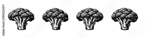 Black and white broccoli illustration set in classic engraved style