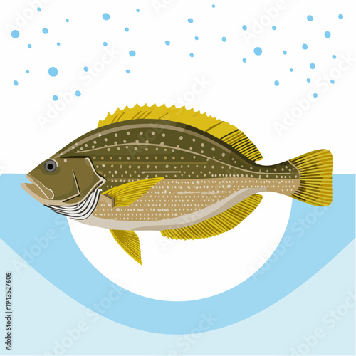 High quality vector illustration of a Dover Sole fish isolated on white background, perfect for seafood market labels, restaurant menus, and marine biology educational materials