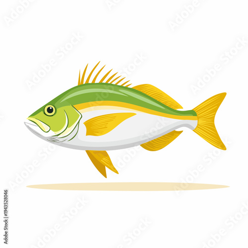 Detailed Permit Fish Vector Illustration, Trachinotus Falcatus Saltwater Game Fish Graphic for Fishing and Marine Designs Isolated on White Background
