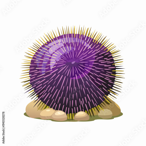 Sea Urchin Bulu Babi Spiky Ball on Coral Reef Underwater Marine Life Vector Illustration
