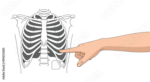 A human hand with an extended index finger points to the lower ribs of a detailed skeletal outline of a human rib cage.