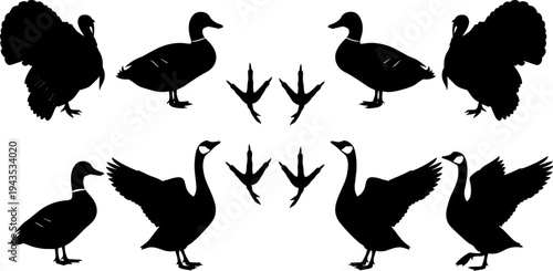 Silhouettes of farm and wild birds including turkey, duck, and goose, featuring webbed feet tracks, natural poultry and waterfowl vector illustration set