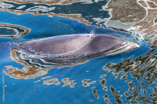 Quadro em tela A close-up of a small wild dolphin swimming in the cold Atlantic Ocean