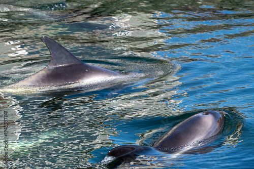 Fotografia A close-up of a small wild dolphin swimming in the cold Atlantic Ocean
