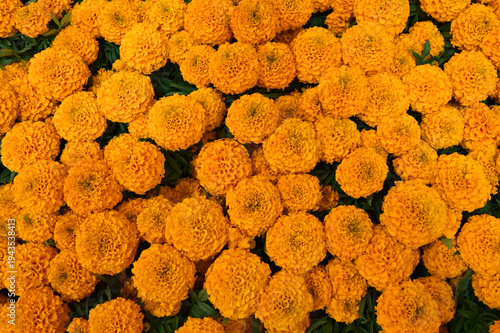 A vibrant field of orange marigolds blooms under sunlight, creating a warm, joyful atmosphere in a garden.