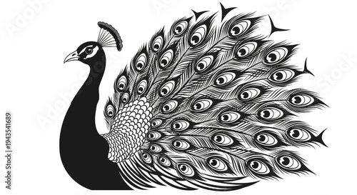 Black and White Peacock Displaying Feathers.
