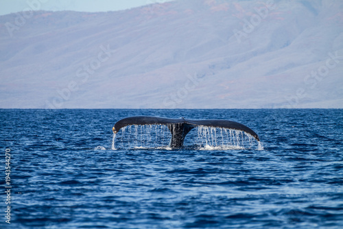 Humpback Whale Tail Fluke Off Maui Hawaii