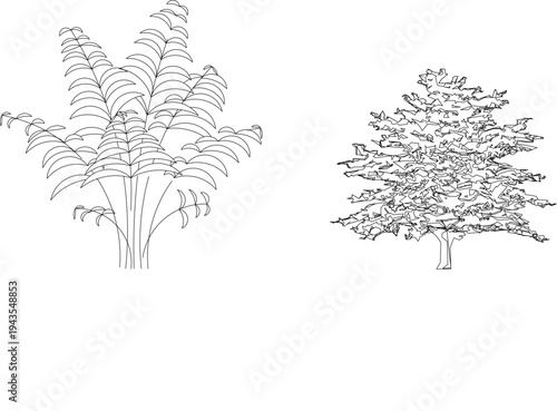 Technical landscape architectural drawing showing palm or fern plant and coniferous tree in elevation view with detailed fronds and branches in black and white line art.