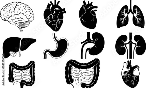 Human internal organs anatomy silhouettes brain heart lungs liver stomach kidneys and intestines medical healthcare biology vector illustration collection isolated
