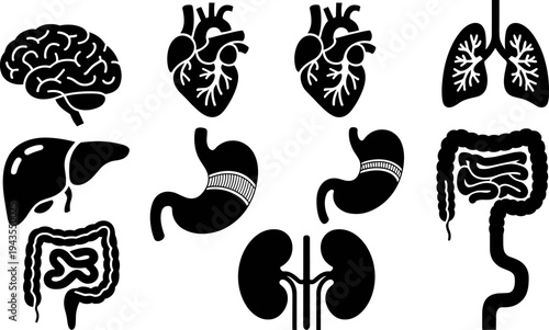 Human internal organs silhouette collection brain heart lungs liver stomach kidneys and intestines anatomy medical healthcare biology vector illustration isolated set